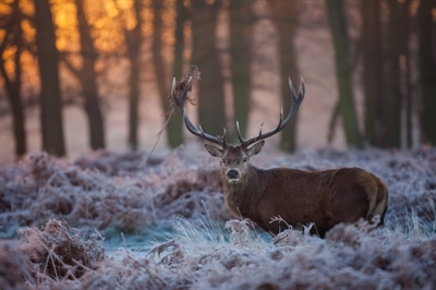 <!-- en-GB-->Red Deer Stag<!-- en-GB-->